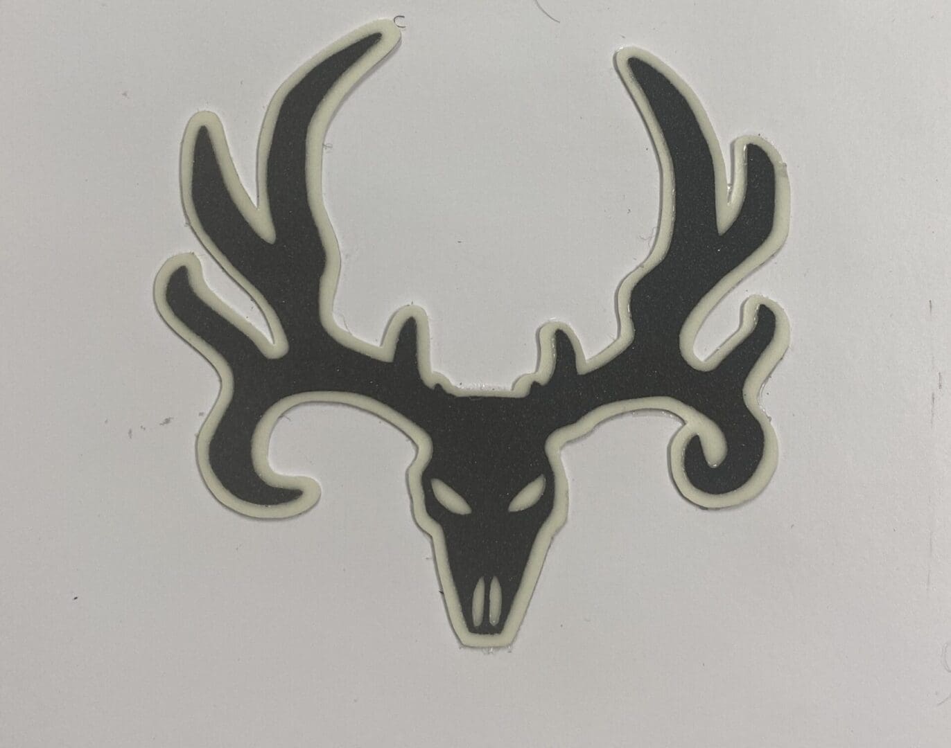Mule Deer Skull